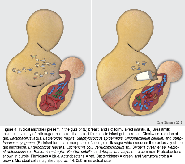 Fig4_MicrobirthBreastvBottle5